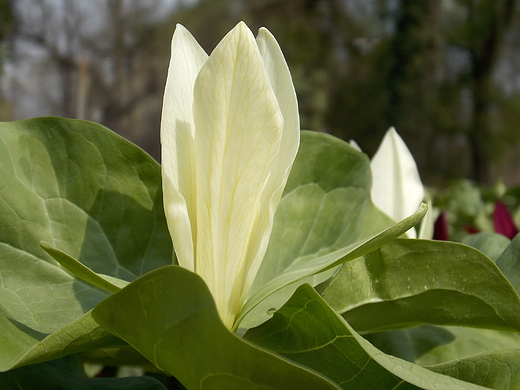 Warszawa. Wiosna w Ogrodzie Botanicznym.