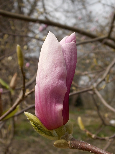 Warszawa. Wiosna w Ogrodzie Botanicznym.