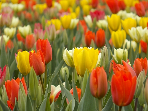 Warszawa. Tulipany na Placu Na Rozdrou.