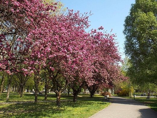 Warszawa. Wiosna w Parku Szczliwickim.