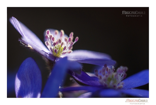 Zawilec Anemone