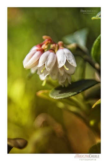 Borwka brusznica - Vaccinium vitis idea L.