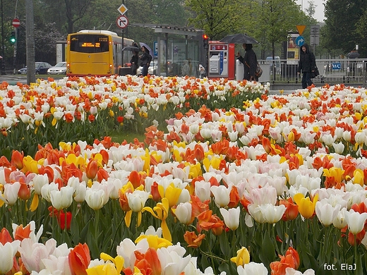 Warszawa. Tulipany na Placu Na Rozdrou.