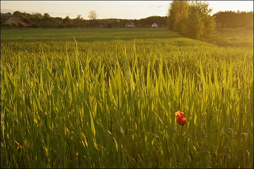 maj 2014