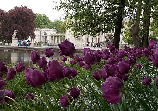 Warszawa. Tulipany w azienkach.