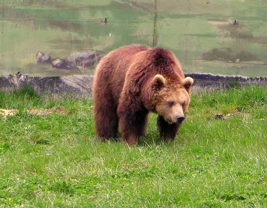 niedwied z zamojskiego zoo