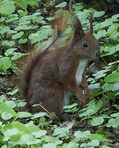 daj pan orzeszka