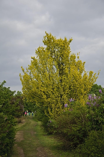 Park zamkowy w Krniku