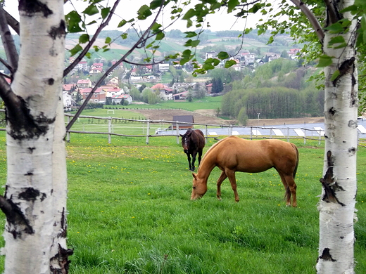 ...stadnina koni na peryferiach Rzeszowa