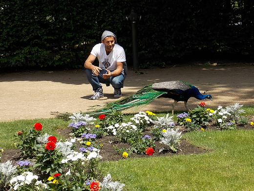 Warszawa. Polowanie na dobre ujcie z pawiem.