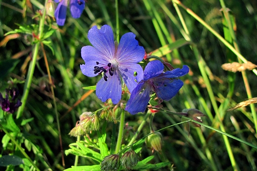 Bodziszek czyli geranium