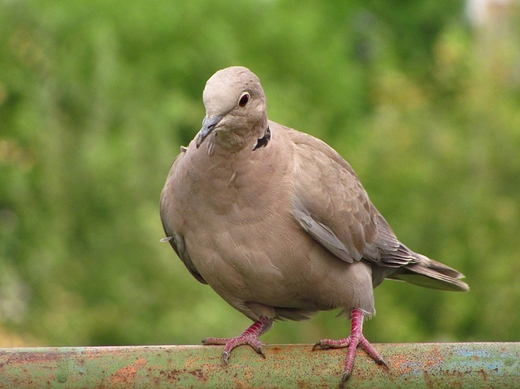 Streptopelia decaocto czyli Sierpwka