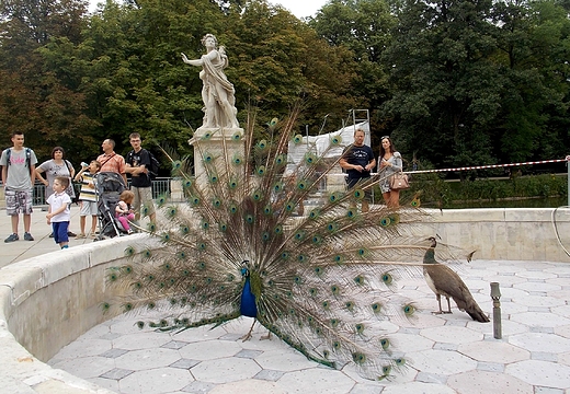 Warszawa. azienki. Zaloty pawia w fontannie.