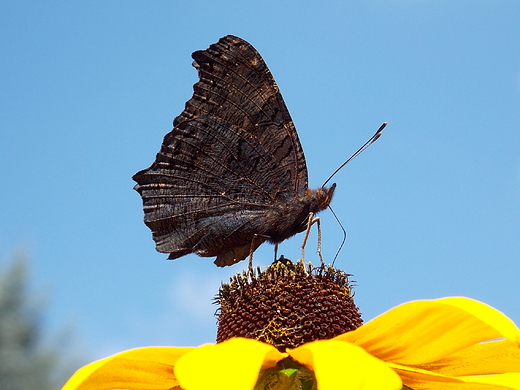 Rusaka pawik na rudbekii.