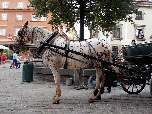 Warszawa. Na Starwce.