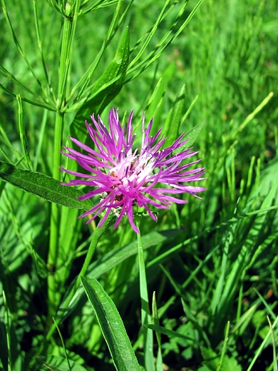 Centaurea jacea