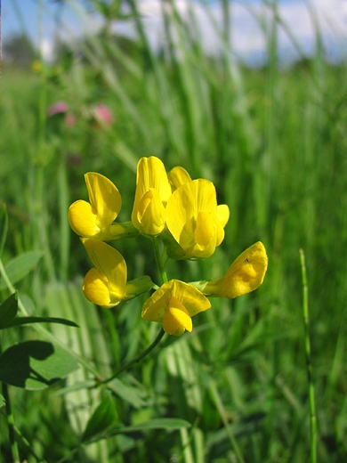 Lotus corniculatus