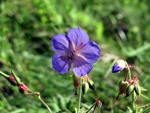 Geranium albo Bodziszek