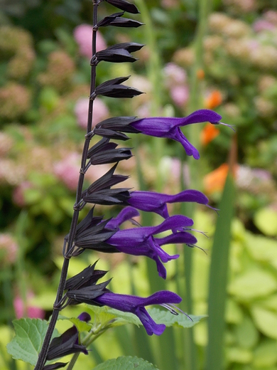 Warszawa. Wrzeniowe kwiaty w Ogrodzie Botanicznym.