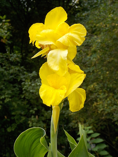 Warszawa. Wrzeniowe kwiaty w Ogrodzie Botanicznym.