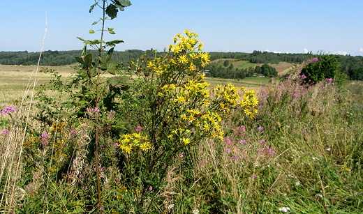 ku jesieni