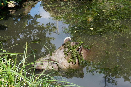 Ogrd zoologiczny w Opolu.