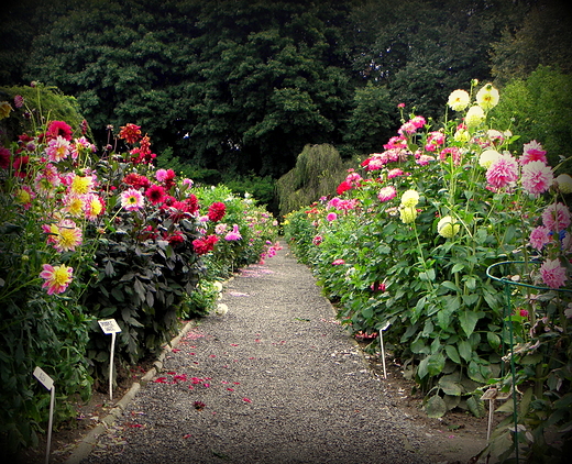 Ogrd Botaniczny UMCS jesieni