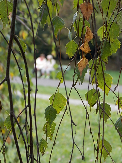 Warszawa. Wrzesie w Parku Szczliwickim.