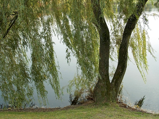 Warszawa. Padziernik w Parku Szczliwickim.