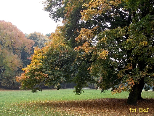 Warszawa. Jesie w Parku Skaryszewskim.