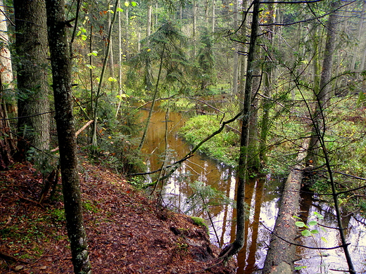 rezerwat nad Szumem