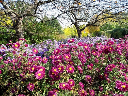 Ogrd Botaniczny PAN jesieni