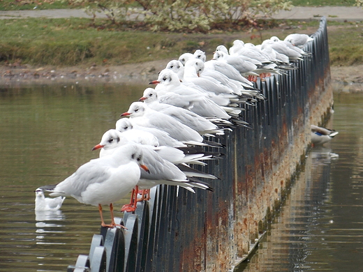 Warszawa. Mewy na Szczliwicach.