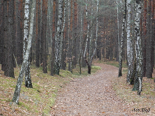 Puszcza Kampinoska jesieni.