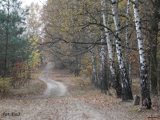 Puszcza Kampinoska jesieni.