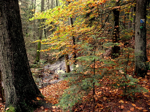 rezerwat nad Szumem