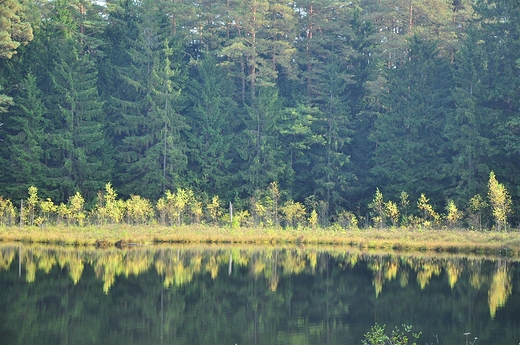 Brzeg lenego jeziorka, Wigierski PN