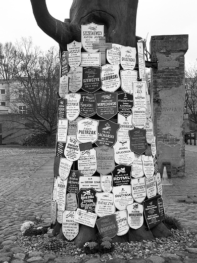 Warszawa. Muzeum Wizienia Pawiak. Fragment Drzewa Pawiackiego.