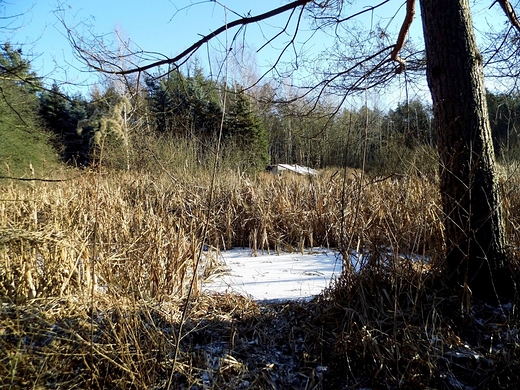 Mazowiecki Park Krajobrazowy. Rezerwat przyrody Macierowe Bagno