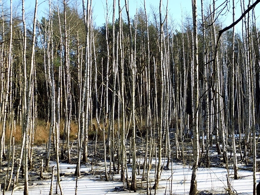 Mazowiecki Park Krajobrazowy. Rezerwat przyrody Macierowe Bagno