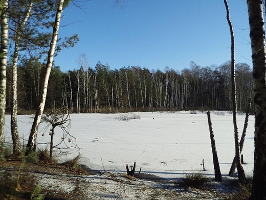 Mazowiecki Park Krajobrazowy. Rezerwat przyrody Macierowe Bagno