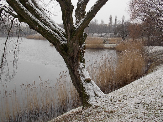 Warszawa. Park Szczliwicki zim.