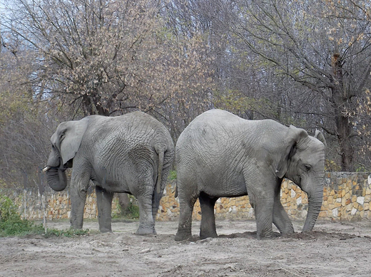 Warszawa. W ZOO. Obraone sonie.