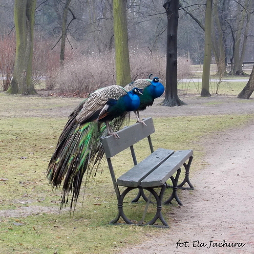 Warszawa. Pawie w azienkach.