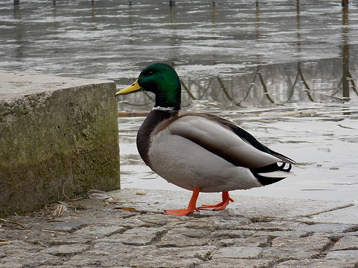 Warszawa. Kaczorek na Szczliwicach.