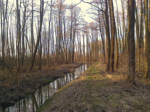 w podzamojskim lasku