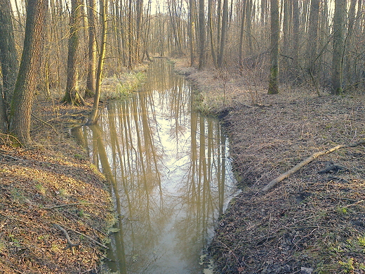 w podzamojskim lasku