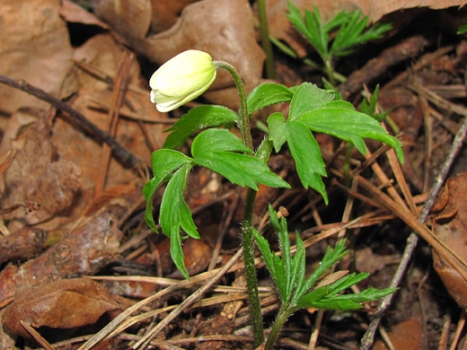 Zawilec gajowy Anemone nemorosa