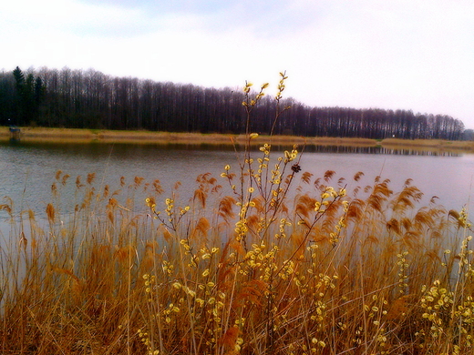 marcowo nad zamojskim zalewem