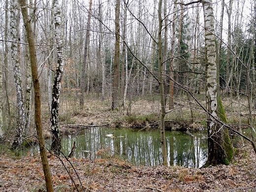 Mazowiecki Park Krajobrazowy w okolicy Starej Miosny